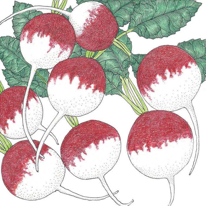 Bi-color radishes with red tops, white bottoms, and green leaves. Fresh garden vegetable drawing.
