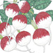 Bi-color radishes with red tops, white bottoms, and green leaves. Fresh garden vegetable drawing.