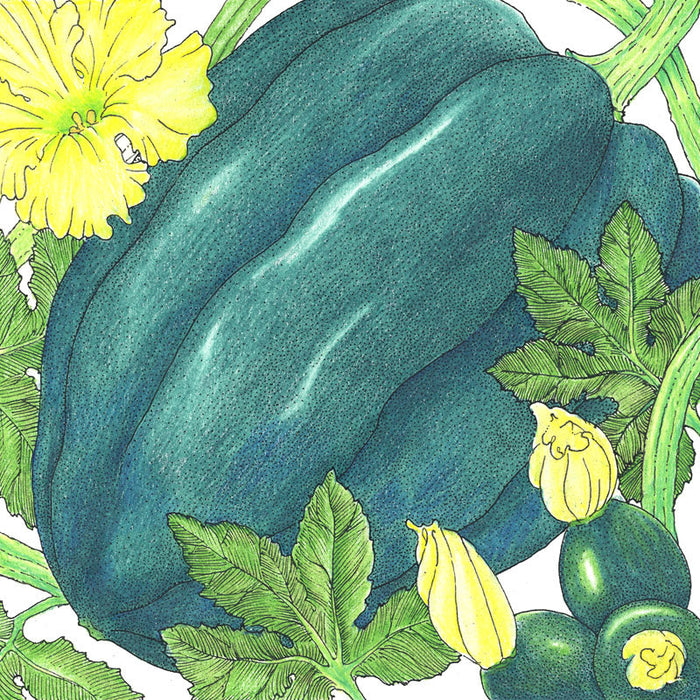 Green acorn winter squash, yellow flowers, and young fruit with leaves on a growing vine.