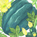 Green acorn winter squash, yellow flowers, and young fruit with leaves on a growing vine.