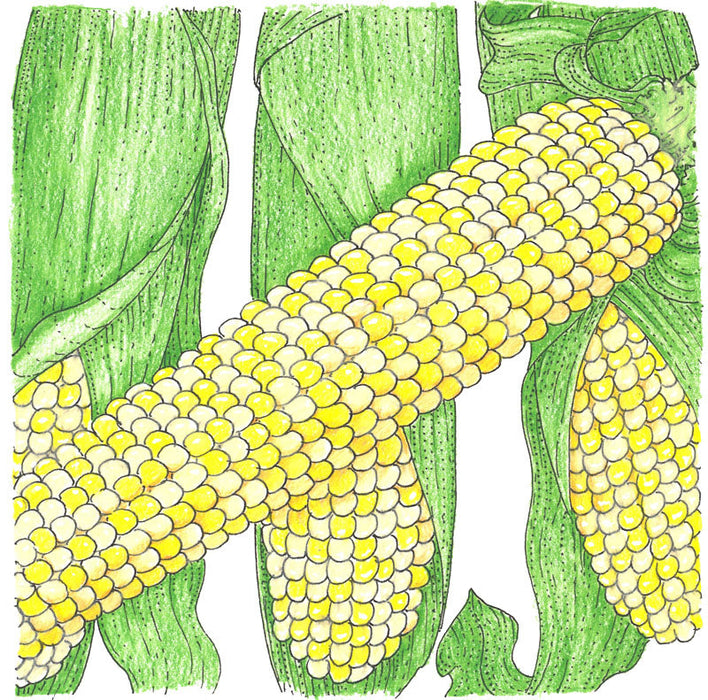 Vibrant illustration of corn cobs with yellow and white kernels, surrounded by green leaves. Farm produce, harvest.