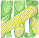 Vibrant illustration of corn cobs with yellow and white kernels, surrounded by green leaves. Farm produce, harvest.