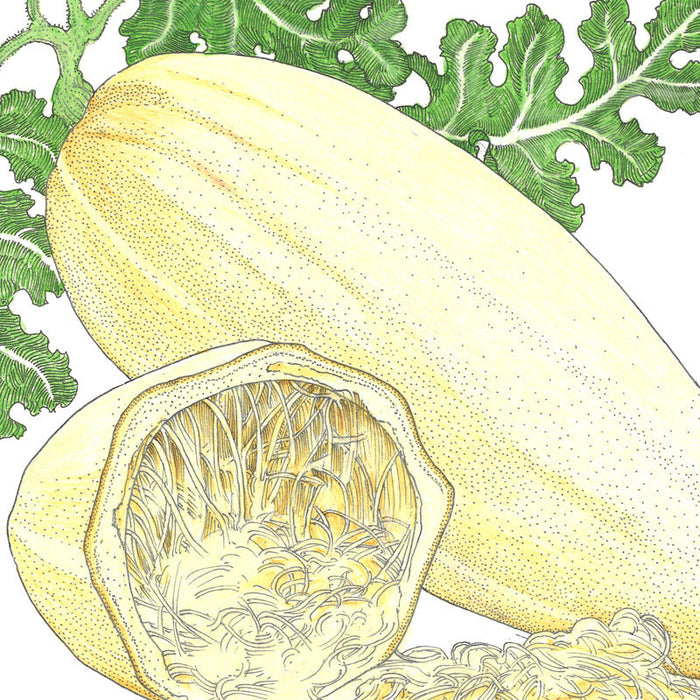 Yellow winter squash illustration: one whole, one cut open revealing seeds and fibrous pulp. Fresh garden produce.