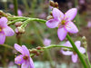 Vibrant lavender five-petal wildflowers with bright yellow stamens on green stems, surrounded by developing buds.