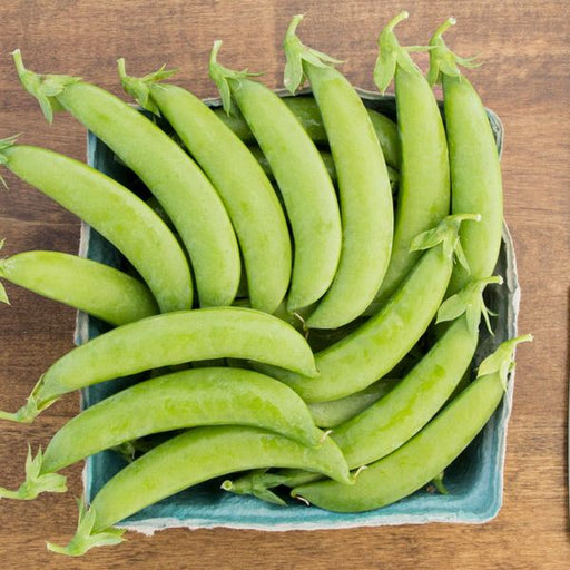 Fresh green sugar snap peas in a light blue paper tray on a rustic wooden table.