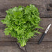 Fresh mizuna mustard greens tied in a bunch, with a paring knife on a rustic wooden table.