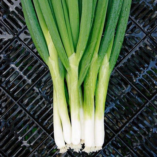 Fresh green onions or scallions with white bulbs and roots on a dark grate. Healthy cooking vegetable ingredient.