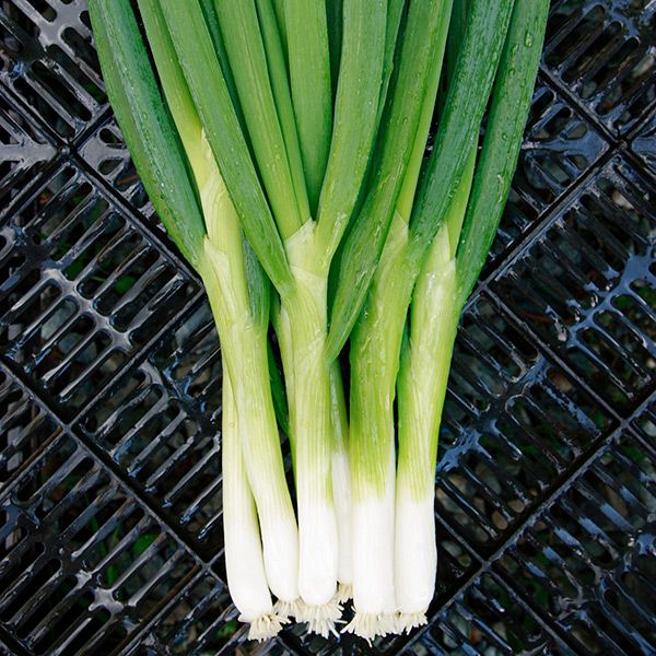 Fresh green onions or scallions with white bulbs and roots on a dark grate. Healthy cooking vegetable ingredient.