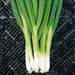 Fresh green onions or scallions with white bulbs and roots on a dark grate. Healthy cooking vegetable ingredient.