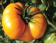 Large, ripe yellow-orange beefsteak tomato on a green vine. Fresh garden produce.