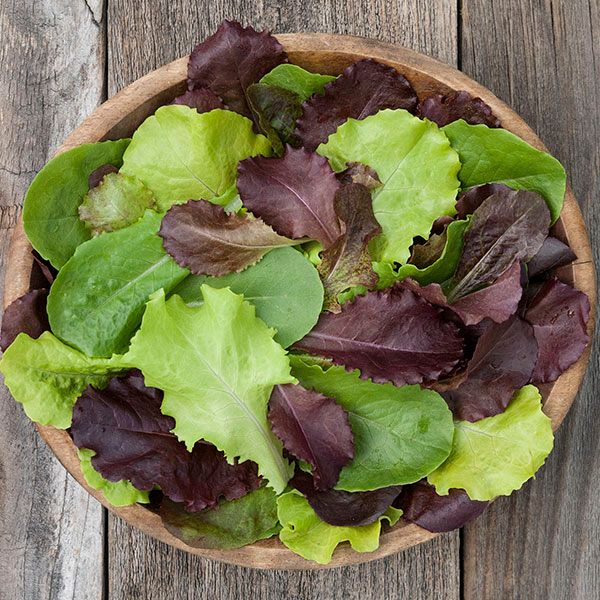 Fresh mixed greens salad in a wooden bowl. Vibrant green and red lettuce for a healthy, delicious meal.