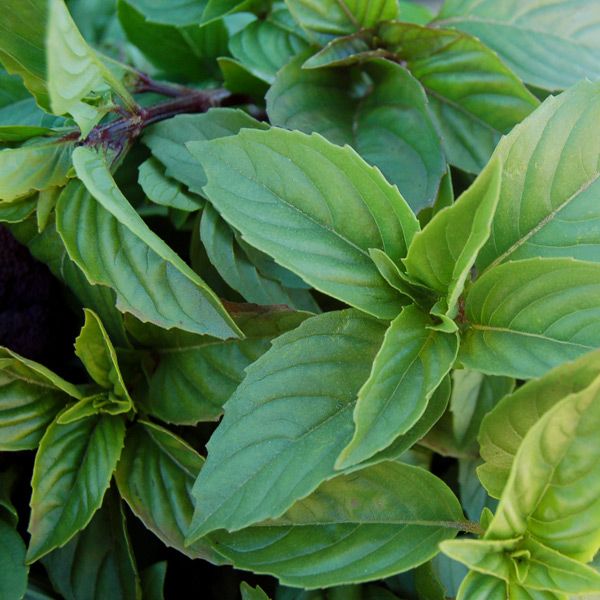 Close-up of fresh, organic basil leaves, a fragrant garden herb.