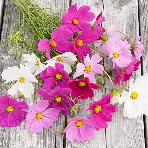 Colorful cosmos flowers: white, pink, & magenta, with green stems on rustic weathered wood. Summer floral.