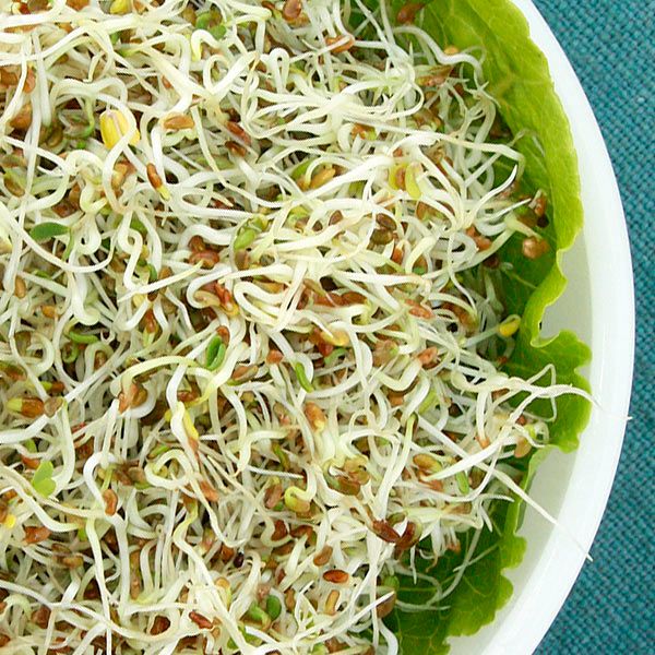 Fresh alfalfa sprouts with seeds in a white bowl lined with green lettuce. Healthy vegan food.