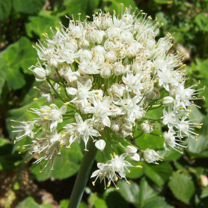 Spherical white allium flower head with small blooms, delicate petals, and yellow stamens against green foliage.
