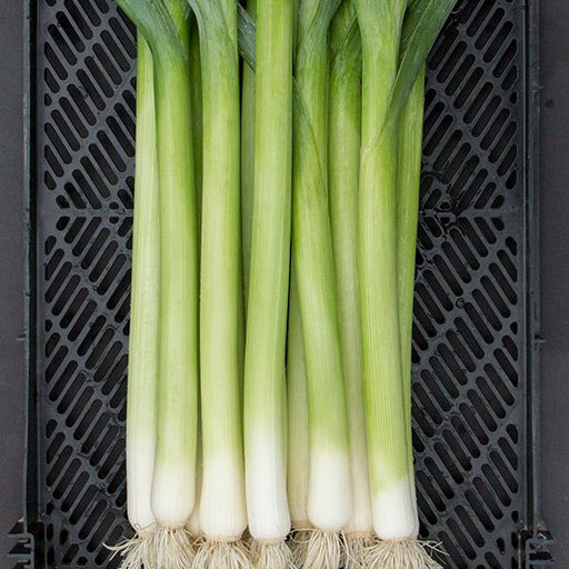 Fresh leeks with green tops, white bulbs, and roots in a black produce crate.