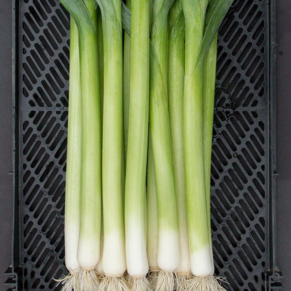 Fresh leeks with green tops, white bulbs, and roots in a black produce crate.