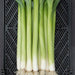 Fresh leeks with green tops, white bulbs, and roots in a black produce crate.