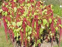 Vibrant red Love-lies-bleeding amaranth plant with long drooping flower plumes and green leaves in a garden.