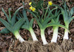 Freshly harvested leeks with roots on dry leaves, yellow daffodils blooming nearby.
