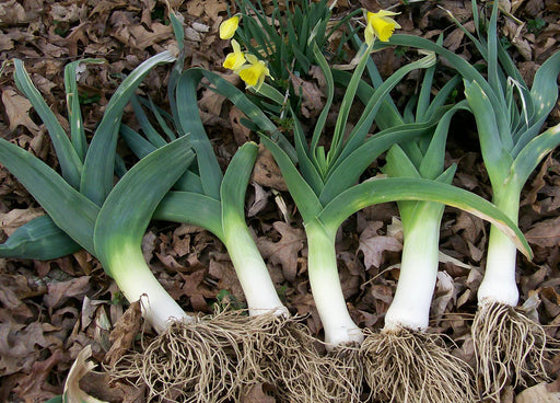 Freshly harvested leeks with roots on dry leaves, yellow daffodils blooming nearby.