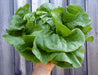 Hand holding fresh green butter lettuce. Organic garden harvest for crisp salads.