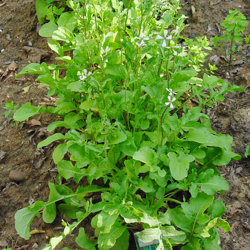 Green arugula plants with white flowers in a garden bed. Fresh leafy greens, homegrown for salads.