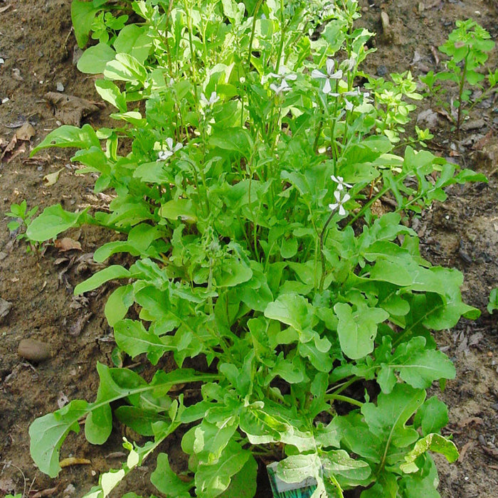 Green arugula plants with white flowers in a garden bed. Fresh leafy greens, homegrown for salads.