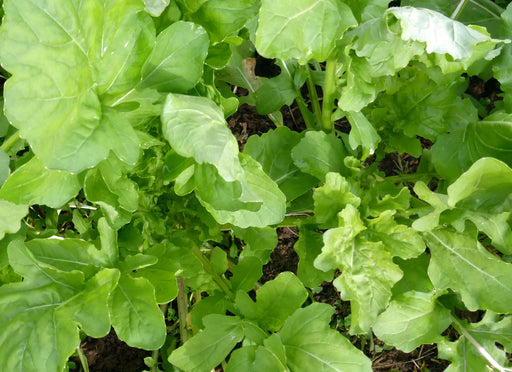 Fresh green arugula and mixed salad greens growing in a garden bed.