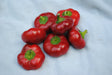 Pile of vibrant red round sweet peppers with green stems on a white textured surface. Fresh garden harvest.