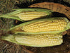 Fresh sweet corn on the cob: yellow and white kernels, partially husked, ready for harvest.