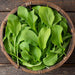 Fresh arugula leaves in a woven basket on a wooden background. Organic, healthy salad greens.