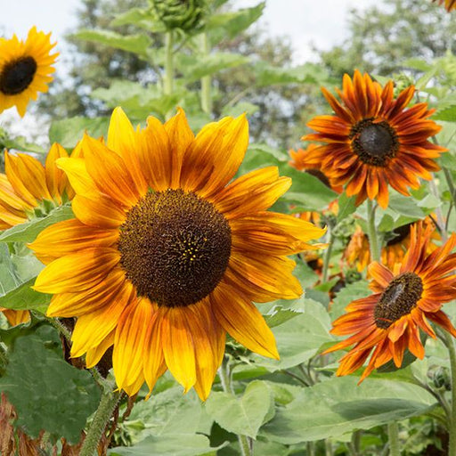 Vibrant yellow-orange bicolor sunflower and orange sunflowers blooming in a sunny summer garden.
