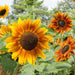 Vibrant yellow-orange bicolor sunflower and orange sunflowers blooming in a sunny summer garden.