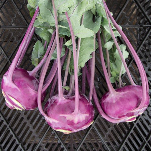 Three purple kohlrabi with green leaves and long stems, resting on a dark slatted crate.