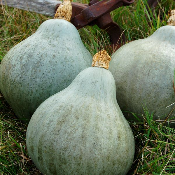 Three blue-green winter squash with stems on grass. Rustic farm harvest, perfect for autumn recipes.