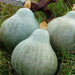 Three blue-green winter squash with stems on grass. Rustic farm harvest, perfect for autumn recipes.
