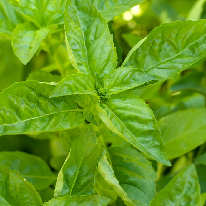Fresh green basil leaves growing in a garden, ready for cooking.