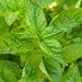 Fresh green basil leaves growing in a garden, ready for cooking.
