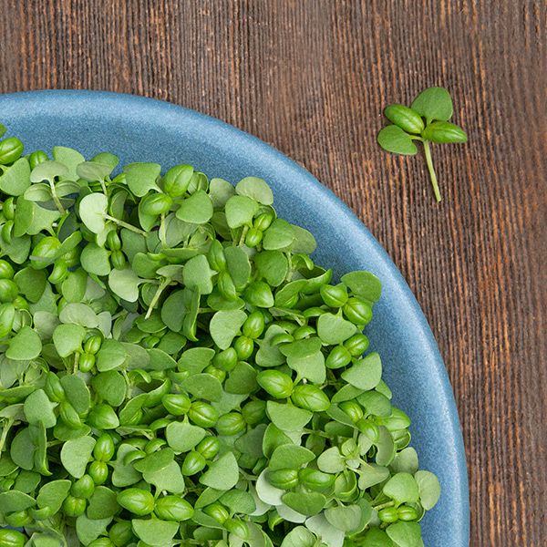Vibrant green basil microgreens in a blue dish, with a single sprout on a rustic wooden surface.