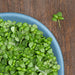 Vibrant green basil microgreens in a blue dish, with a single sprout on a rustic wooden surface.