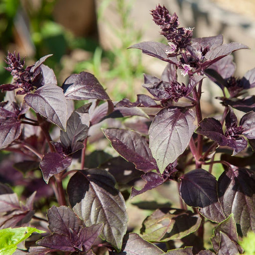 Vibrant dark purple basil with flowering spires, growing in an herb garden.