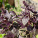 Vibrant dark purple basil with flowering spires, growing in an herb garden.