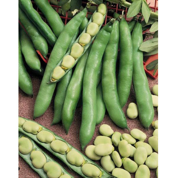 Fresh broad beans in green pods, some open revealing pale fava beans. Healthy garden vegetables.