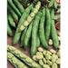 Fresh broad beans in green pods, some open revealing pale fava beans. Healthy garden vegetables.