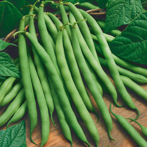 Freshly harvested green beans with leaves on a wooden surface. Healthy garden vegetables.
