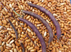 Fresh purple bean pods on dried brown pinto beans. Organic legumes, healthy cooking ingredients.