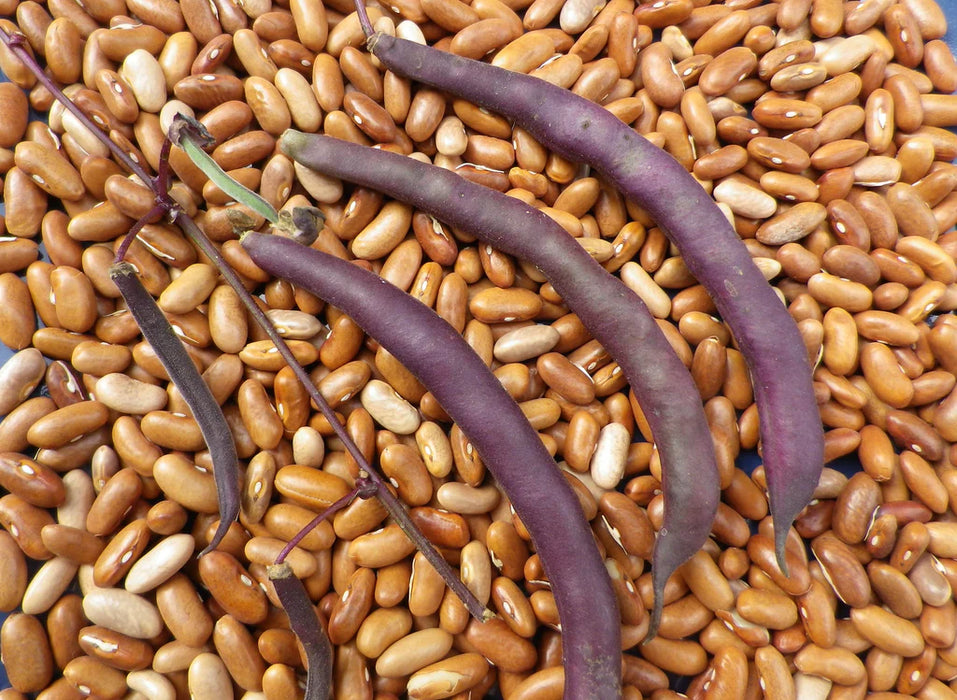 Fresh purple bean pods on dried brown pinto beans. Organic legumes, healthy cooking ingredients.
