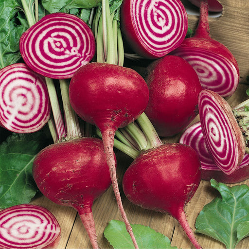 Vibrant Chioggia beets: whole red roots and sliced cross-sections revealing unique candy stripe patterns with greens.