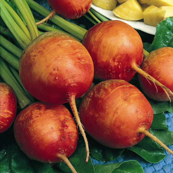 Fresh orange and red beets with green leaves on a blue mat. Healthy root vegetables, with cooked yellow beets.